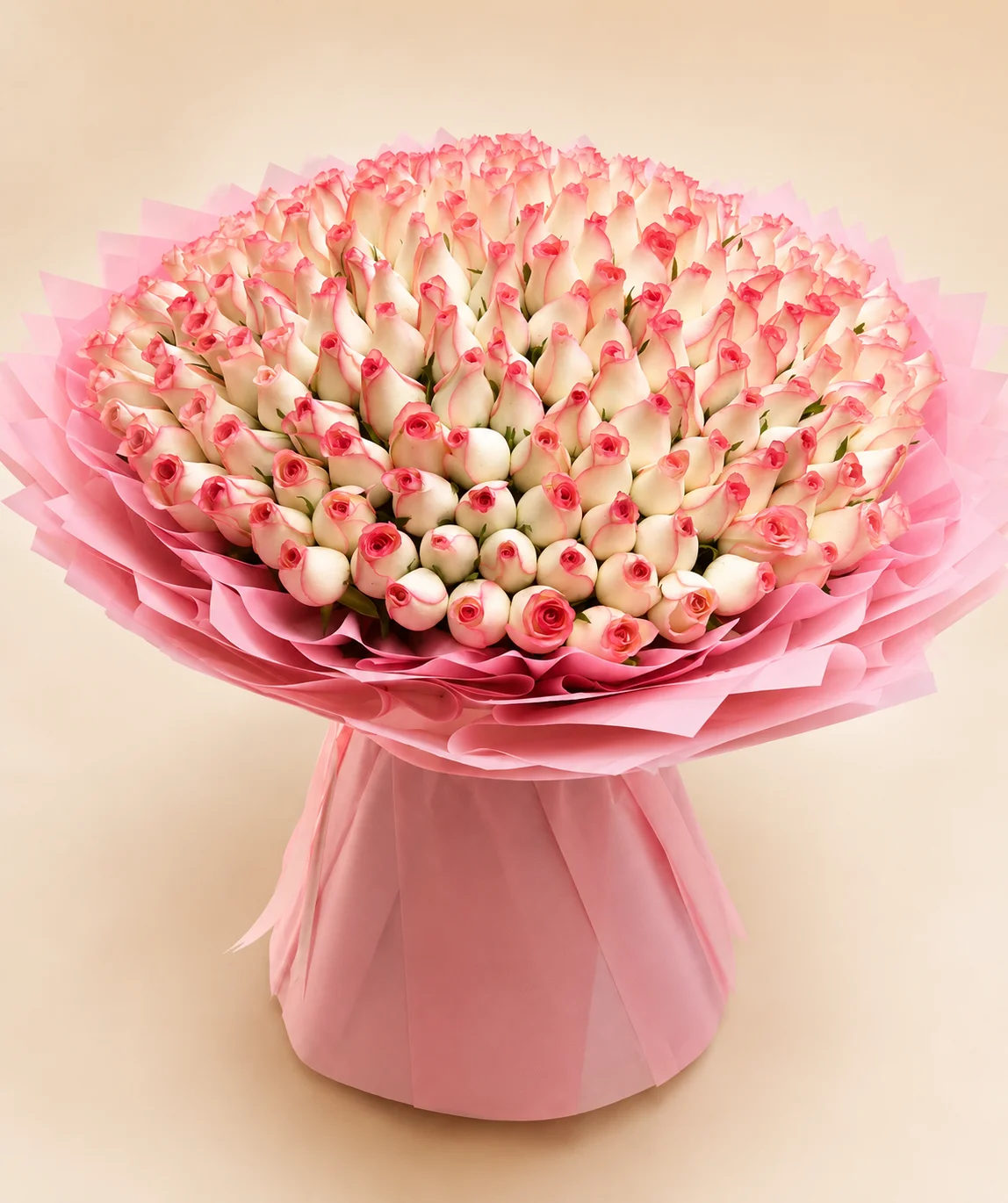 Blush Rose